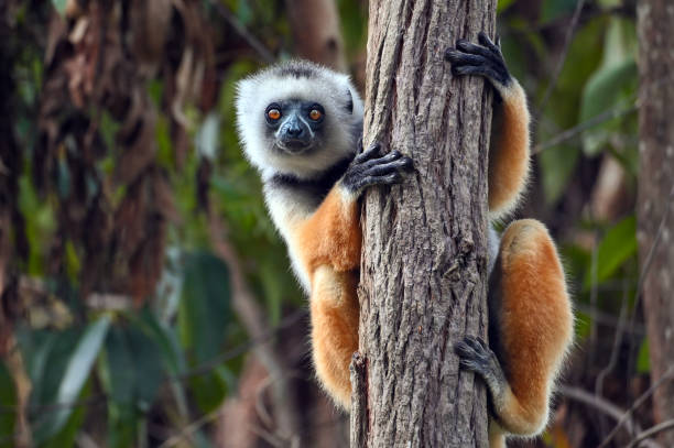 Lemur South Tour Madagascar