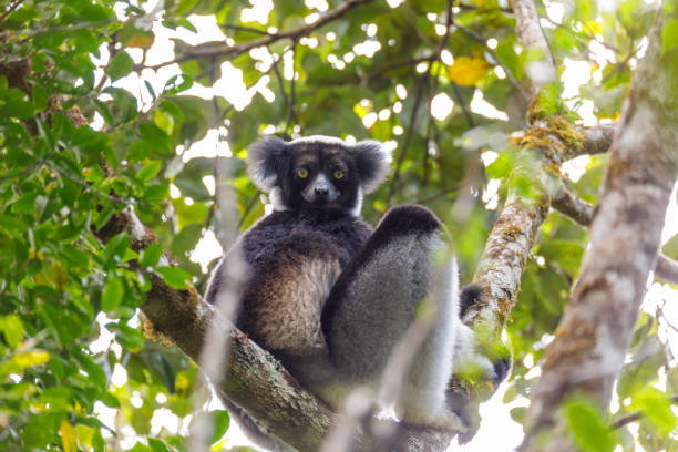 Andasibe-Mantadia lemur