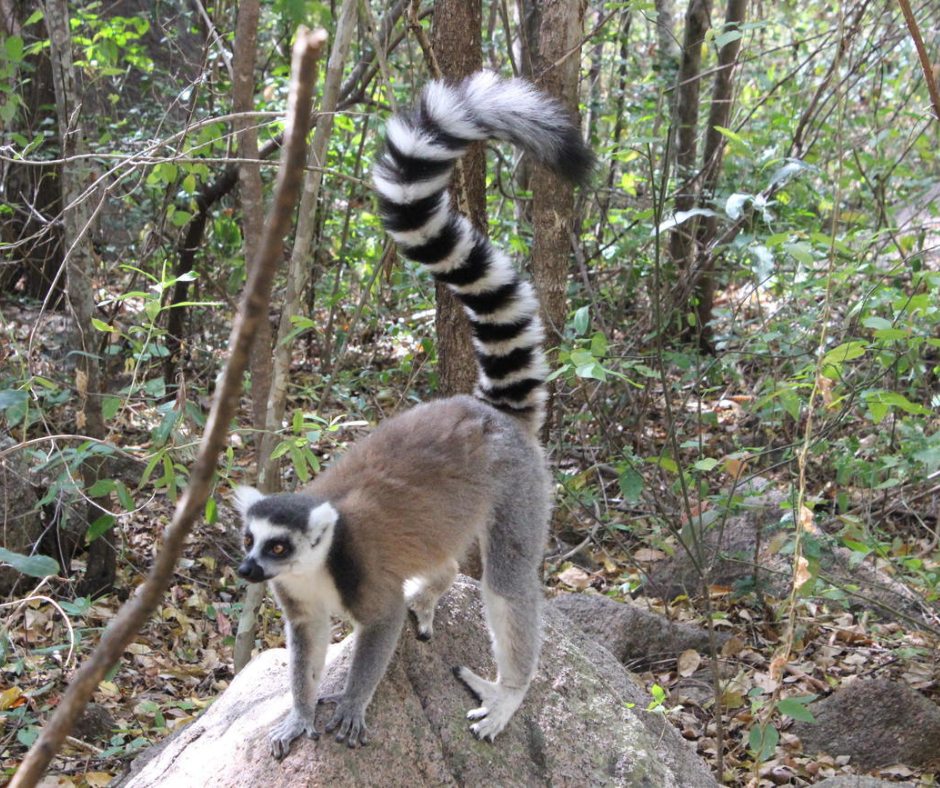 lemur Anja National park