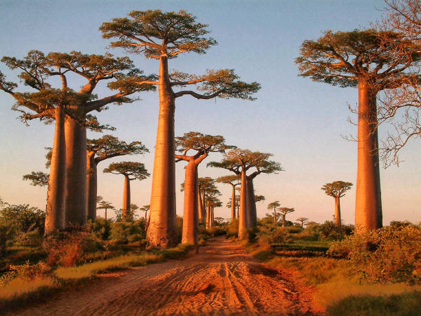 Baobabs road one week southern madagascar tour