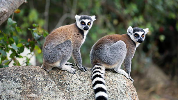 lemurs at Isalo Park