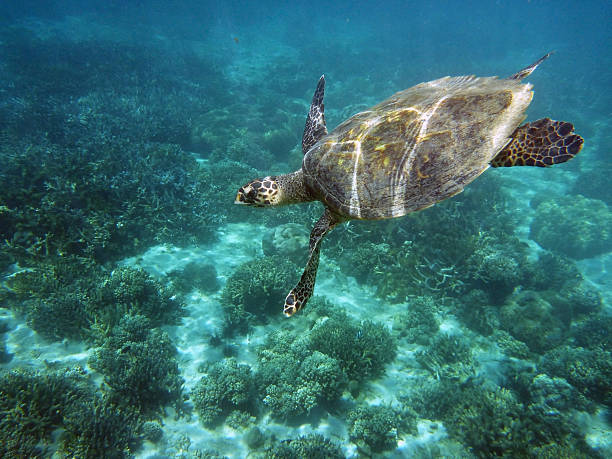Nosy Be sea with a turtle swimming