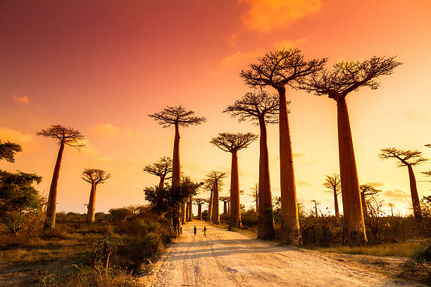 South Madagascar Tour baobab trees during sunset