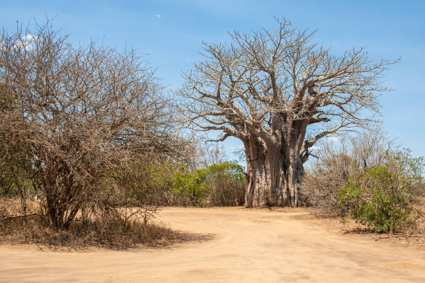 Tsingy Baobab
