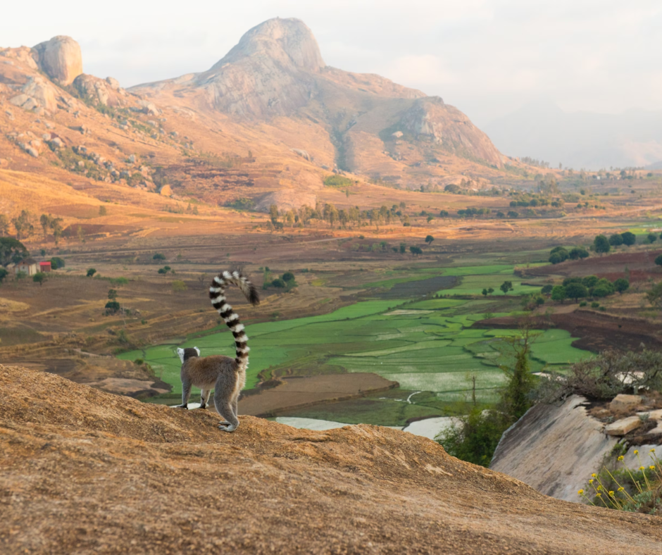 lemur looking at Anja landscape