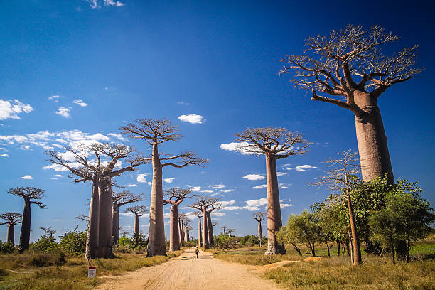 Morondava baobabs eveue